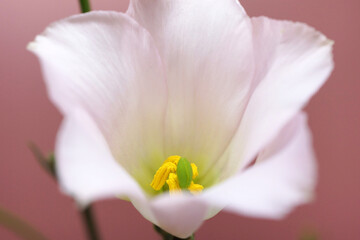 Fototapeta premium 白いトルコキキョウの花