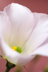白いトルコキキョウの花