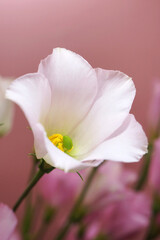 Fototapeta na wymiar 白いトルコキキョウの花