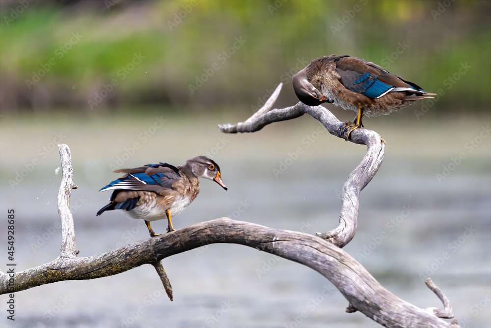 Sticker The wood duck or Carolina duck (Aix sponsa) in the park