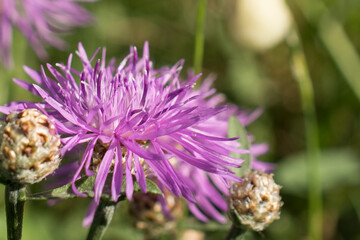 pink cornflower flower close-up. the background image. an idea for a puzzle.Purple-pink flowers of...