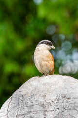 Close-up of a Long-tailed shrike sitting on a stone