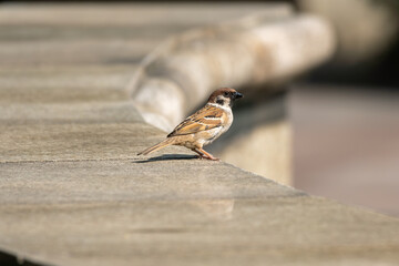 Close-up of a Tree Sparrows Passer montanus sitting on a stone