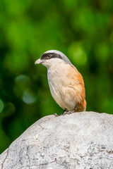 Close-up of a Long-tailed shrike sitting on a stone