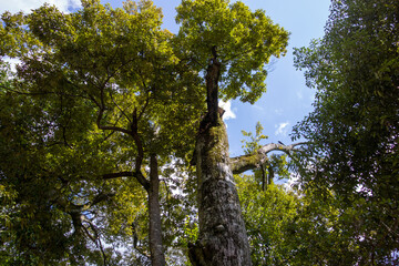 Fototapeta premium tree and sky