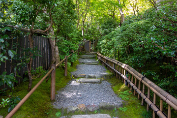 bridge in the forest