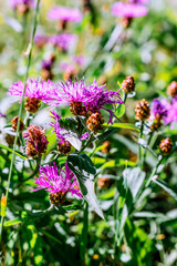 pink cornflower flower close-up. the background image. an idea for a puzzle.Purple-pink flowers of a large cornflower.