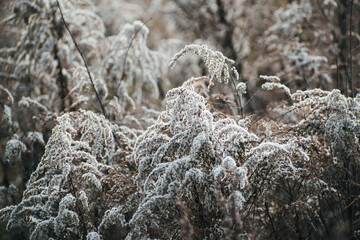 flowering field grass