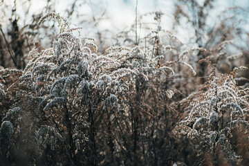 flowering field grass