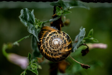 Pequeño caracol en una alambrada.
