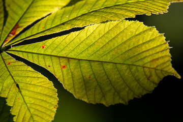 Obraz na płótnie Canvas Green Chestnut Leaves in the sunlight.