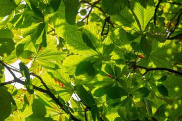 Fototapeta na wymiar Green Chestnut Leaves in the sunlight.