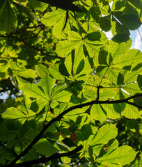 Fototapeta na wymiar Green Chestnut Leaves in the sunlight.