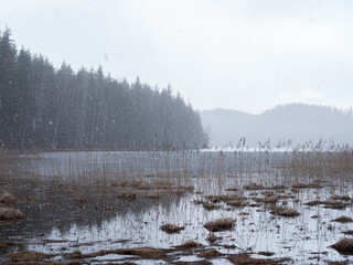 Springtime snowfall at flood meadow wetland