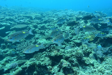 Fototapeta na wymiar 奄美大島 珊瑚礁と魚影 2108 7985
