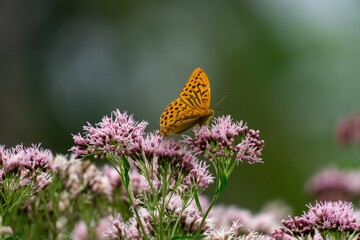 Ein gelber Schmetterling mit schwarzen Punkten sitzt auf einer rosa Blume