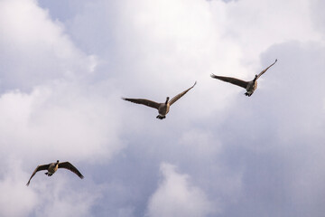 Obraz premium Canada goose ( Branta canadensis) in flight