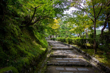 Obraz premium bridge in the forest