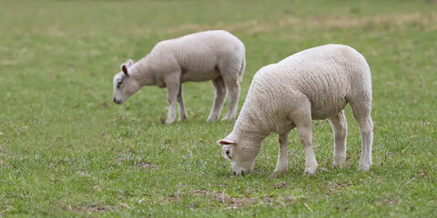 Two white lamb sheep in meadow grazing