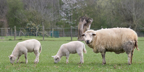 Obraz na płótnie Canvas White Flemish sheep in meadow with two lambs