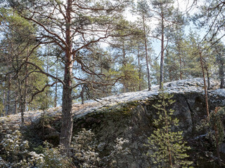 Snowy rocky terrain in boreal forest after springtime snowfall