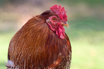 Close up of red rooster
