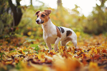 Small Jack Russell terrier sitting on meadow with yellow orange leaves in autumn, blurred trees background