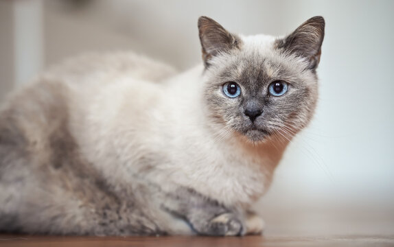 Older gray cat with piercing blue eyes, laying on wooden floor, closeup shallow depth of field photo