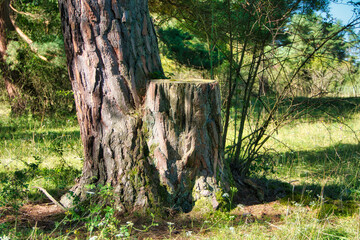 Baum mit Baumstumpf auf einer Wiese