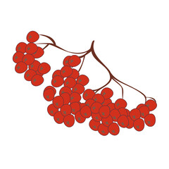 Red rowan berries bunch. Vector illustration isolated on a white background.