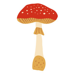 Vector image of fly agaric mushrooms on a white background. Poisonous forest mushroom.
