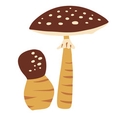Card, banner, poster, sticker with fly agaric. Poisonous forest mushroom. Isolated on a white background.