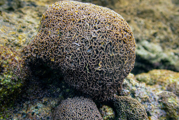 Spugna marina - 59 © bellux