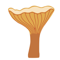 Vector illustration of Chanterelles mushrooms. Autumn symbol.  Isolated on a white background.