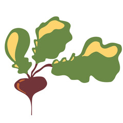 Beetroot, radish vector illustration isolated on white background.