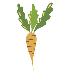 Carrot with leaves doodle icon. Isolated on a white. 