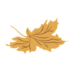Autumn Fallen yellow maple leaf. Vector illustration isolated on a white. Autumn symbol.