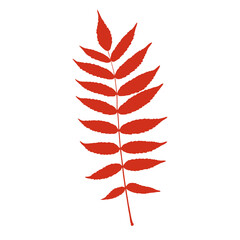 Rowan leaf vector image. Isolated on white background.