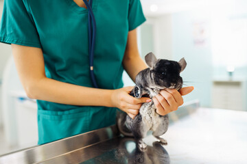 Chinchilla at veterinary - Veterinarian holding chinchilla and examining her in clinic.
