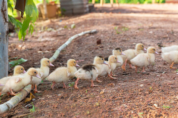 Group of ducklings posing outdoors, ducklings go to the feeding trough to drink water.