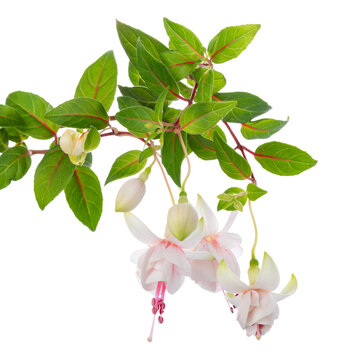 blooming hanging twig in shades of pink and white fuchsia flower is isolated on white background, Frank Unsworth, close up