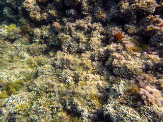 Fondale marino Sant'Alessio Siculo - 192