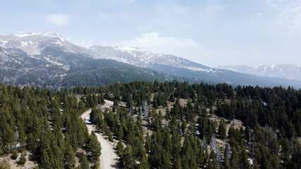 Aerial view of a spruce forest with a snowy mountain behind