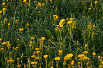 Bright yellow Common dandelions, Taraxacum officinale closing their flowers on an evening. 