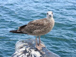seagull on the rock