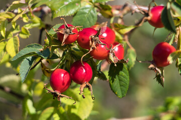 Kräftig rote Hagebutten am Strauch