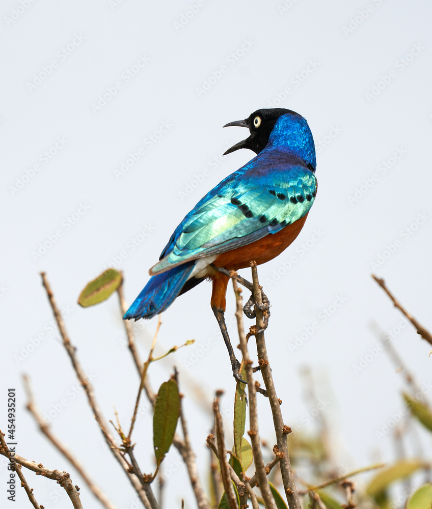 Poster beautiful view of a colorful bird sitting on the branch of a tree on a blurry background