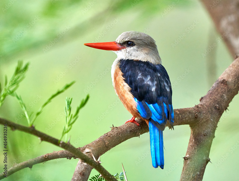 Poster beautiful view of a colorful bird with an orange beak sitting on the branch of the tree