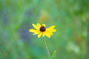 Single Black-eyed Susan in bloom with a green background