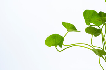 Gotu kola (Centella asiatica) leaves  isolated on white background - obrazy, fototapety, plakaty